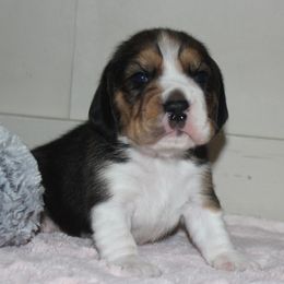 Chelsea - Black tan and white female Beagle puppy in Morrill, Kansas from Kelle Beagles