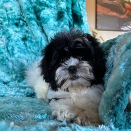 Dale - Black and white male Shihpoo puppy in Knoxville, Tennessee from Rocky Top Cavapoos
