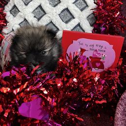 Sadie - Tri-colored female Pomeranian puppy in Randleman, North Carolina from Luxurious Poms