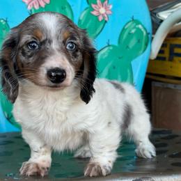Stella - Dapple female Dachshund puppy in Hawley, Texas from Foxy’s Dachshunds & Toy Aussies