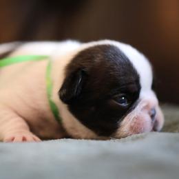 Green Collar - White and brindle female French Bulldog puppy in Wichita, Kansas from Phantasticus French Bulldogs