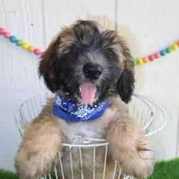 Blue - Wheaten male Whoodle puppy in Smallett, Missouri from Leshas Whoodles