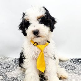 Frisbee - Black and white male Bernedoodle puppy in Neillsville, Wisconsin from Rose River Farms