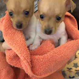 Toy Fox Terrier Puppies from K's Toy Fox Terriers