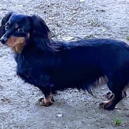 Dachshunds from Deanna's Dachshunds