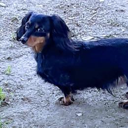 Dachshunds from Deanna's Dachshunds