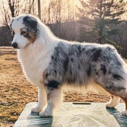 Fig - Australian Shepherd