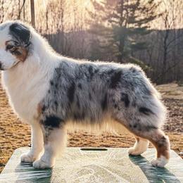 Fig - Australian Shepherd