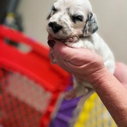 Dalmatian Puppies from A’s Spots & Dots Dalmatians