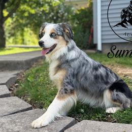 Summer - Miniature Australian Shepherd