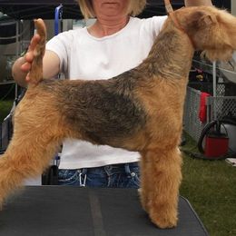 Ella - Lakeland Terrier