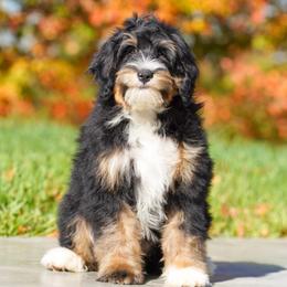 Fawn-socialization grad (see videos) - Tri-color female Bernedoodle puppy in Dundee, Ohio from Down Home Doodle