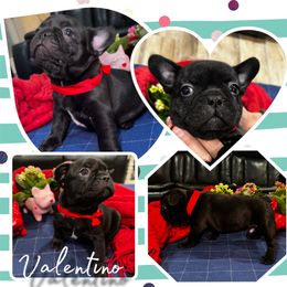 French Bulldog Puppies from A Quality French Bulldogs AZ