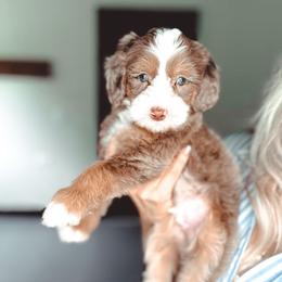 Ray-Ban - Chocolate merle male Bernedoodle puppy in Jackson, Missouri from Pincksten Family Doodles