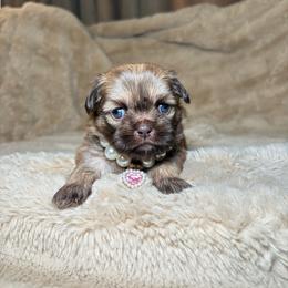 Amelia - Sable female Shih Tzu puppy in Phoenix, Arizona from Spoiled ShihTzu LLC