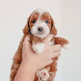 Pauly D - Red  male Goldendoodle puppy in Chandler, Arizona from K Farm Doodles