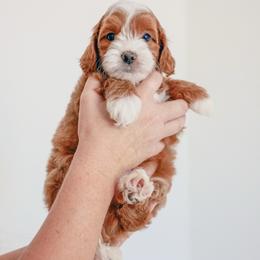 Pauly D - Red  male Goldendoodle puppy in Chandler, Arizona from K Farm Doodles