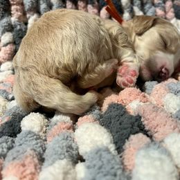 Orange - Cream Goldendoodle puppy in Canton, Georgia from Doodle Family