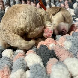 Orange - Cream Goldendoodle puppy in Canton, Georgia from Doodle Family
