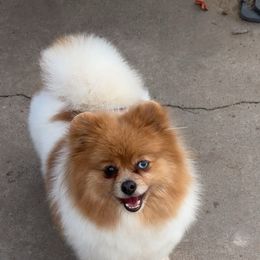 Darla - Chocolate merle female Pomeranian puppy in Eagle Pass, Texas from Divine Poms