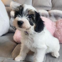 Murphy - Parti male Yorkipoo puppy in Bedias, Texas from Texas Yorkies and Yorkiepoos