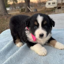 Black tri female - Black tri female Miniature Australian Shepherd puppy in Graham, North Carolina from Thompson Farm Mini Aussies
