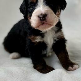 Max-Red collar girl - Tri-color female Bernedoodle puppy in Colorado Springs, Colorado from Mercy Mountain Bernedoodles