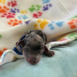 Blue Collar Male - Dapple male Dachshund puppy in Madison, Michigan from Jensen Dobermans and Dachshunds