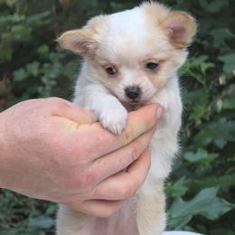 Polar - Cream and white female Chihuahua puppy in East Camden, Arkansas from RoyAl