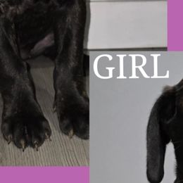 Cane Corso from Angel Ballard