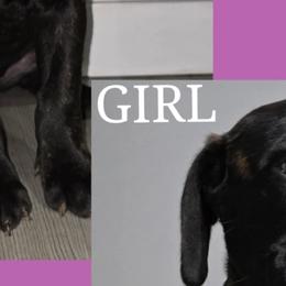 Cane Corso from Angel Ballard