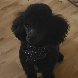 Onyx - Poodle
