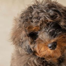 Bernedoodles, Cavapoos, Double Doodles, and Goldendoodles from Liberty Acres of Ohio