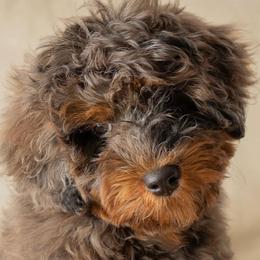 Bernedoodles, Cavapoos, Double Doodles, and Goldendoodles from Liberty Acres of Ohio