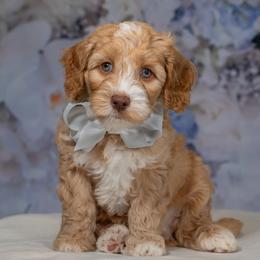 Gray Collar Boy - Caramel male Australian Labradoodle puppy in Statesville, North Carolina from Rose Cottage Labradoodles