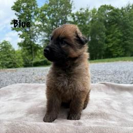 Blue - Bi-color male German Shepherd puppy in Terra Alta, West Virginia from Shepherd Country Farm and Kennels