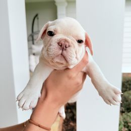 French Bulldog Puppies from J & S French Bulldogs