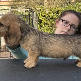 Dachshund Puppies from Passport Dachshunds