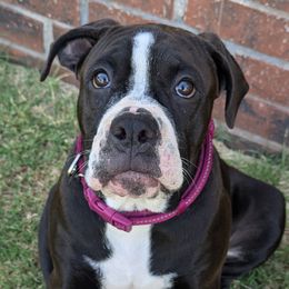 LIBERTY - Alapaha Blue Blood Bulldog puppy from Red Dirt Alapahas