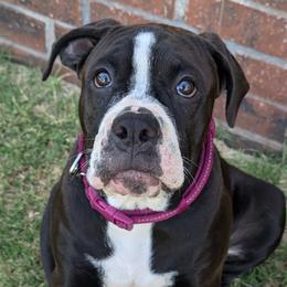 LIBERTY - Alapaha Blue Blood Bulldog puppy from Red Dirt Alapahas