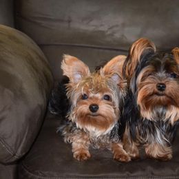 Yorkshire Terrier Puppies from Pampered Companions