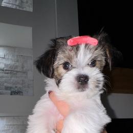 Blossom - Black & tan tri-color female Morkie puppy in Deltona, Florida from Pink Purse Designer Breeds