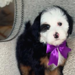 Amethyst - Tri-color female Bernedoodle puppy in West Jordan, Utah from Doodles Friend