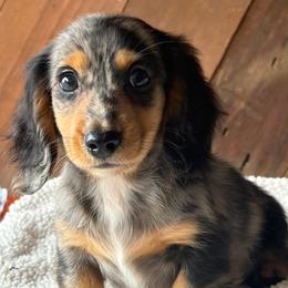 Louie - Dapple male Dachshund puppy in Pflugerville, Texas from Dream A Dream Dachshunds