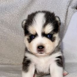 Pomsky Puppies from Sterling Pomskies
