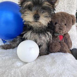 Yorkshire Terrier Puppies from Empire Yorkies