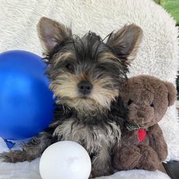 Yorkshire Terrier Puppies from Empire Yorkies
