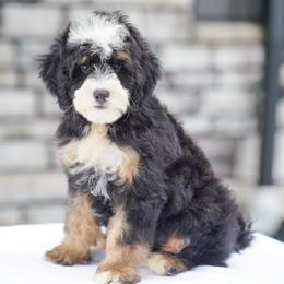 Trouble - Tri-color male Bernedoodle puppy in Dundee, Ohio from Down Home Doodle