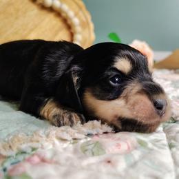 Callie - Black and cream female Dachshund puppy in Thomaston, Georgia from UGG Ranch