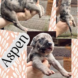 ASPEN - Merle female Great Dane puppy in Bolivar, New York from Prophecy Danes